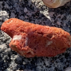 Unidentified Anemone, Coral, Sea Pen at Lilli Pilli, NSW - 16 Jun 2023 by Hejor1