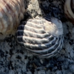 Austrocochlea porcata (Zebra top snail) at Lilli Pilli, NSW - 16 Jun 2023 by Hejor1