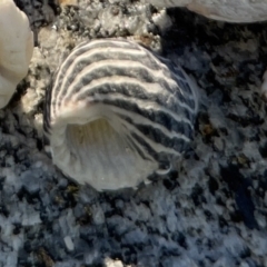 Austrocochlea porcata at Lilli Pilli, NSW - 16 Jun 2023 02:30 PM