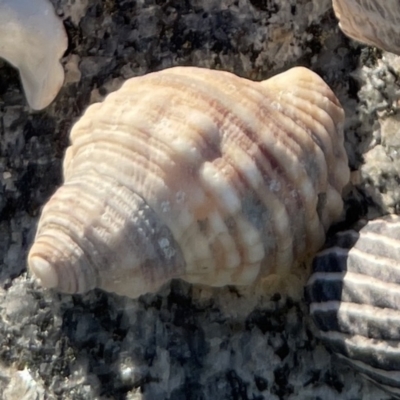 Unidentified Sea Snail or Limpet (Gastropoda) at Lilli Pilli, NSW - 16 Jun 2023 by Hejor1