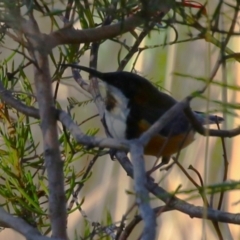 Acanthorhynchus tenuirostris (Eastern Spinebill) at Symonston, ACT - 17 Jun 2023 by RodDeb