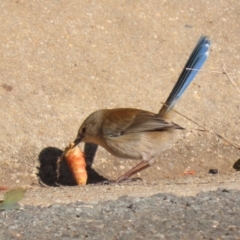 Malurus cyaneus (Superb Fairywren) at Symonston, ACT - 17 Jun 2023 by RodDeb