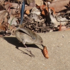 Malurus cyaneus at Symonston, ACT - 17 Jun 2023