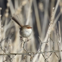 Malurus cyaneus at Symonston, ACT - 17 Jun 2023