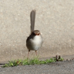 Malurus cyaneus at Symonston, ACT - 17 Jun 2023