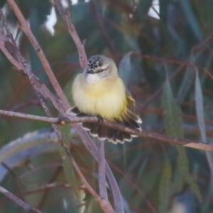 Acanthiza chrysorrhoa at Symonston, ACT - 17 Jun 2023