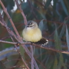 Acanthiza chrysorrhoa at Symonston, ACT - 17 Jun 2023