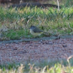 Acanthiza chrysorrhoa at Symonston, ACT - 17 Jun 2023