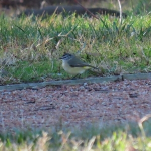 Acanthiza chrysorrhoa at Symonston, ACT - 17 Jun 2023