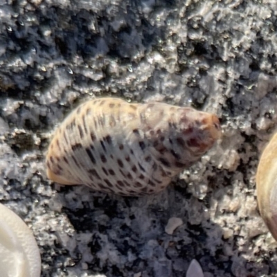 Cominella lineolata (Lined Whelk) at Lilli Pilli, NSW - 16 Jun 2023 by Hejor1