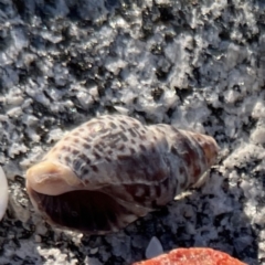 Cominella lineolata at Lilli Pilli, NSW - 16 Jun 2023