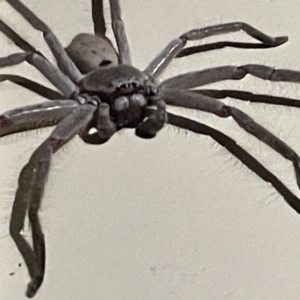 Isopeda (genus) at Surf Beach, NSW - 17 Jun 2023 06:00 PM
