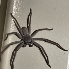 Isopeda (genus) at Surf Beach, NSW - 17 Jun 2023 06:00 PM