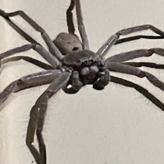 Isopeda (genus) at Surf Beach, NSW - 17 Jun 2023 06:00 PM