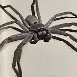 Isopeda (genus) at Surf Beach, NSW - 17 Jun 2023 06:00 PM