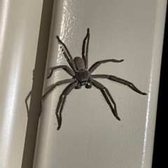 Isopeda (genus) at Surf Beach, NSW - 17 Jun 2023 06:00 PM
