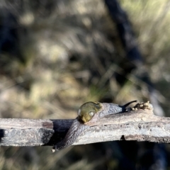 Helicarion cuvieri (A Semi-slug) at Rendezvous Creek, ACT - 11 Jun 2023 by GG