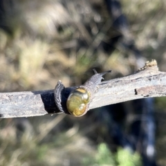 Helicarion cuvieri at Rendezvous Creek, ACT - 11 Jun 2023 10:15 AM