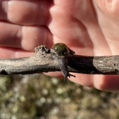 Helicarion cuvieri at Rendezvous Creek, ACT - 11 Jun 2023 10:15 AM