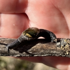 Helicarion cuvieri at Rendezvous Creek, ACT - 11 Jun 2023 10:15 AM