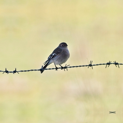 Petroica phoenicea (Flame Robin) at Molonglo Valley, ACT - 17 Jun 2023 by Trevor