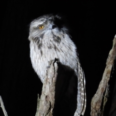 Podargus strigoides (Tawny Frogmouth) at Acton, ACT - 17 Jun 2023 by BenW