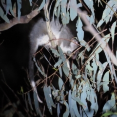 Pseudocheirus peregrinus (Common Ringtail Possum) at Black Mountain - 17 Jun 2023 by BenW