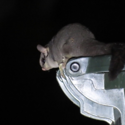 Petaurus notatus (Krefft’s Glider, Sugar Glider) at Black Mountain - 17 Jun 2023 by TomW