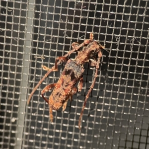 Tessaromma undatum at Surf Beach, NSW - 17 Jun 2023 08:15 PM