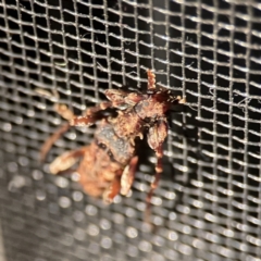 Tessaromma undatum at Surf Beach, NSW - 17 Jun 2023 08:15 PM