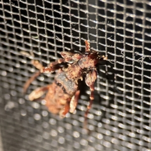 Tessaromma undatum at Surf Beach, NSW - 17 Jun 2023 08:15 PM