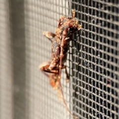 Tessaromma undatum at Surf Beach, NSW - 17 Jun 2023 08:15 PM