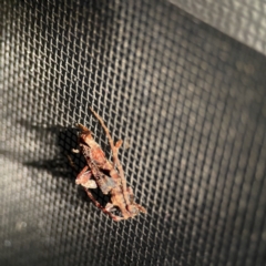 Tessaromma undatum at Surf Beach, NSW - 17 Jun 2023 08:15 PM