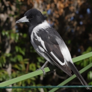 Cracticus nigrogularis at Wellington Point, QLD - suppressed