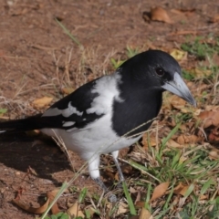 Cracticus nigrogularis at Wellington Point, QLD - suppressed