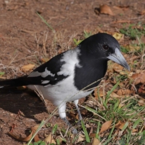 Cracticus nigrogularis at Wellington Point, QLD - suppressed