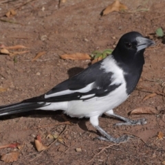 Cracticus nigrogularis at Wellington Point, QLD - 17 Jun 2023