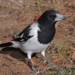 Cracticus nigrogularis at Wellington Point, QLD - suppressed