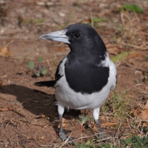 Cracticus nigrogularis at Wellington Point, QLD - 17 Jun 2023