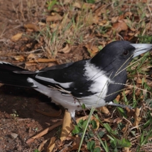 Cracticus nigrogularis at Wellington Point, QLD - suppressed