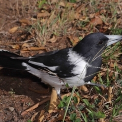 Cracticus nigrogularis (Pied Butcherbird) at Wellington Point, QLD - 17 Jun 2023 by TimL