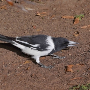 Cracticus nigrogularis at Wellington Point, QLD - suppressed