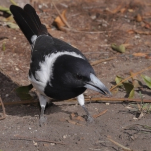 Cracticus nigrogularis at Wellington Point, QLD - suppressed