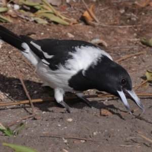 Cracticus nigrogularis at Wellington Point, QLD - suppressed