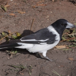 Cracticus nigrogularis at Wellington Point, QLD - suppressed