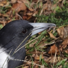 Lampropholis delicata at Wellington Point, QLD - 17 Jun 2023 by TimL