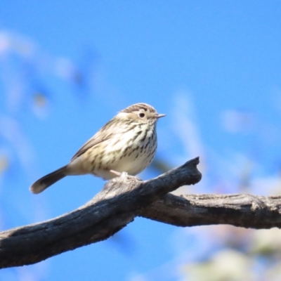 Pyrrholaemus sagittatus (Speckled Warbler) at Forde, ACT - 17 Jun 2023 by TomW