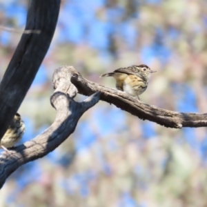 Pyrrholaemus sagittatus at Forde, ACT - 17 Jun 2023