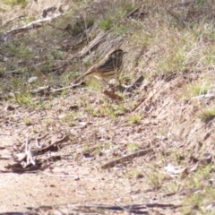 Pyrrholaemus sagittatus at Forde, ACT - 17 Jun 2023