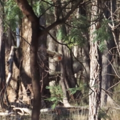 Petroica boodang (Scarlet Robin) at Forde, ACT - 17 Jun 2023 by BenW